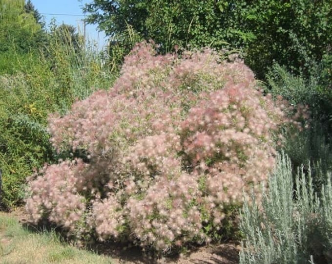 Seeds. Apache Plume (Fallugia paradoxa).