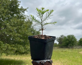 4” bald cypress (Taxodium distichum) plant