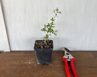 4” Desert Sumac (Rhus microphylla) plant