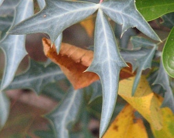 Seeds. Blue Agarita (Berberis trifoliolata blue)