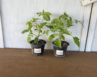 4” Juliet Tomatoes (2 plants per order)