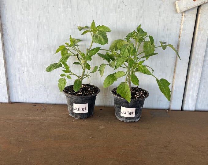 4” Juliet Tomatoes (2 plants per order)