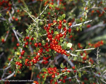 Seeds. Desert Youpon (Schaefferia cuneifolia).
