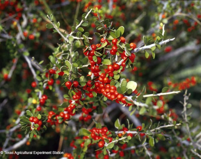 Seeds. Desert Youpon (Schaefferia cuneifolia).