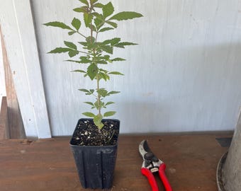 4” Vitex, chaste tree (Vitex Agnus-castus) plant