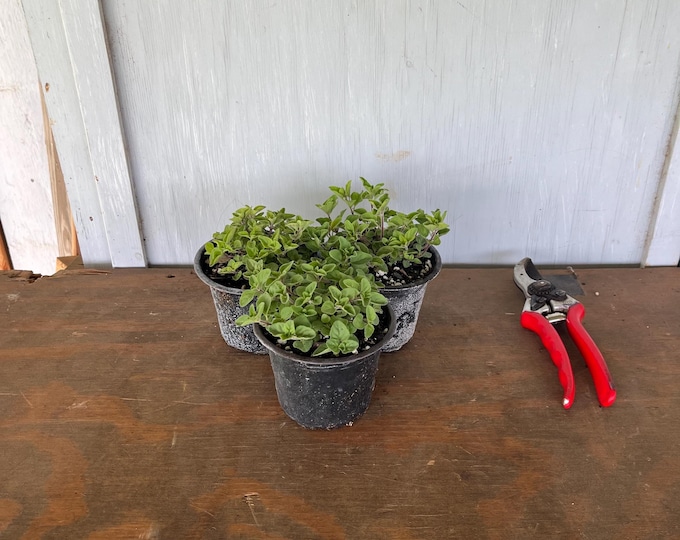 4” Greek Oregano Plants (3 plants per order)