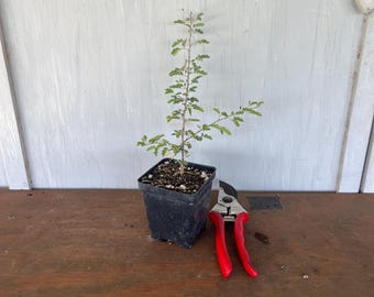 4” Wrights Acacia/Catclaw  (Acacia gregii var. wrightii) plant