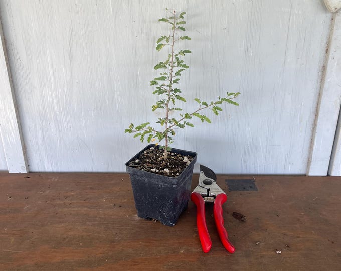 4” Wrights Acacia/Catclaw  (Acacia gregii var. wrightii) plant