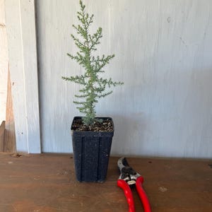 4” Arizona Cypress (Cupressus arizonica) tree