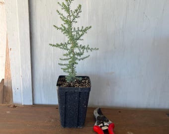 4” Arizona Cypress (Cupressus arizonica) tree