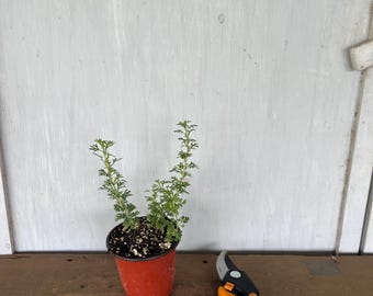 4” Apache Plume (Fallugia paradoxa) plant