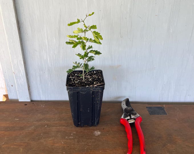 4” Texas Ebony (Ebenopsis ebano) plant
