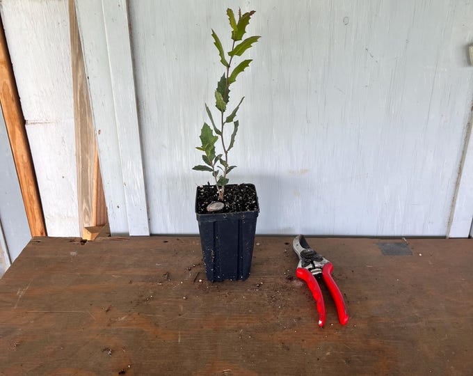 4” live oak (Quercus Virginiana) plant