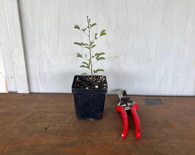 4” Roemers Acacia/Roundflower Catclaw (Acacia roemeriana) plant