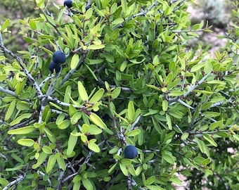 Seeds. Crown of thorns, lotebush (Ziziphus obtusifolia)