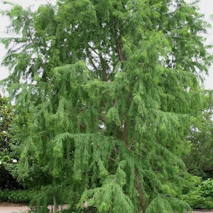 Seeds. Montezuma Cypress (Taxodium mucronatum)