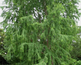 Seeds. Montezuma Cypress (Taxodium mucronatum)