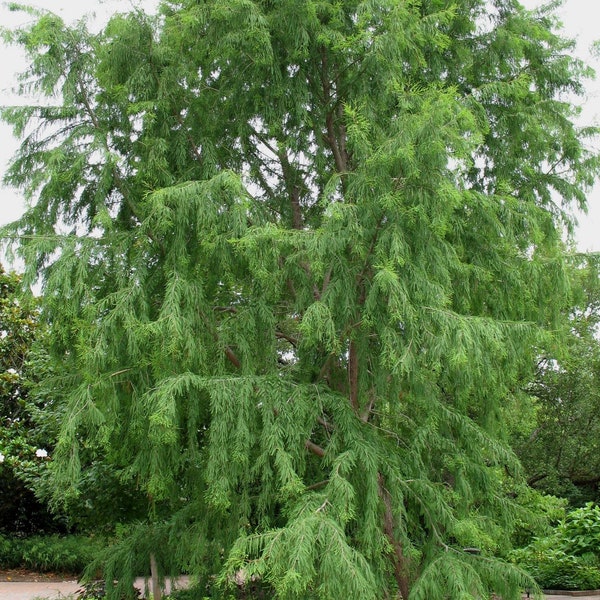 Seeds. Montezuma Cypress (Taxodium mucronatum)