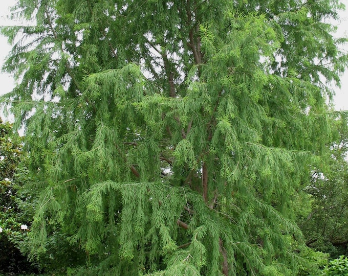 Seeds. Montezuma Cypress (Taxodium mucronatum)