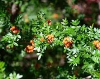 Seeds. Desert Sumac (Rhus microphylla)