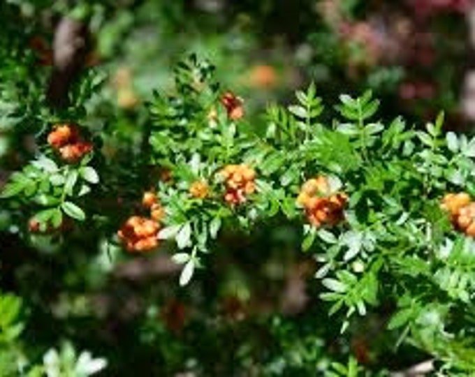 Seeds. Desert Sumac (Rhus microphylla)