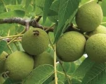 Seeds. Black Walnut (Juglans nigra)