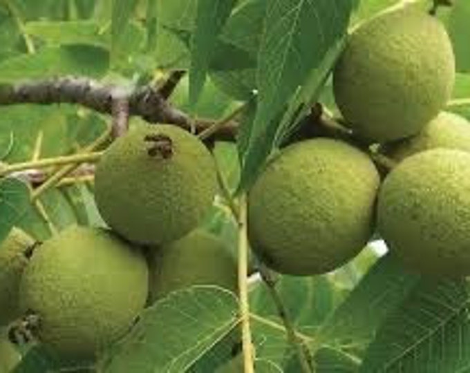 Seeds. Black Walnut (Juglans nigra)