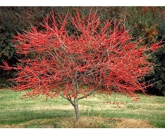 Seeds. Possumhaw holly (Ilex decidua)