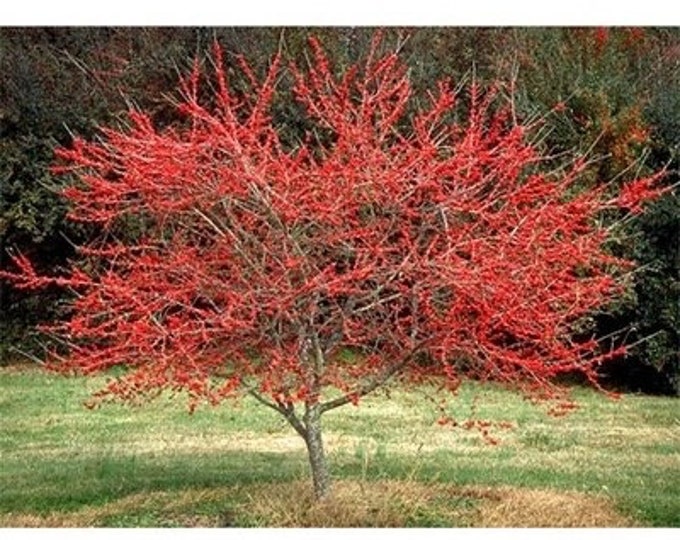 Seeds. Possumhaw holly (Ilex decidua)