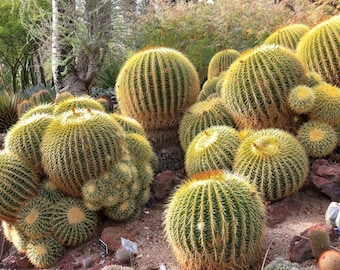 Seeds. Golden Barrel Cactus (Echinocactus grusonii)