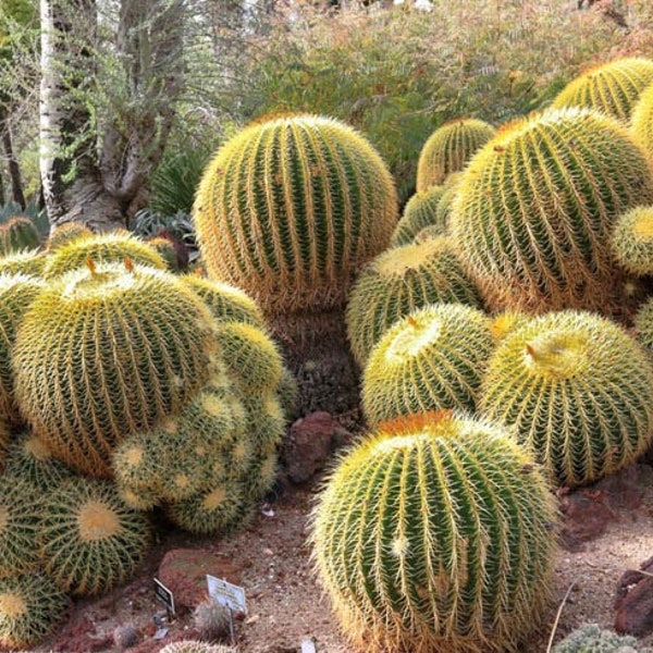 Seeds. Golden Barrel Cactus (Echinocactus grusonii)