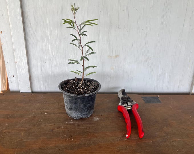 4” Twisted Acacia (Acacia schaffneri) plant