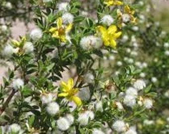 Seeds. Creosote Bush (Larrea tridentata)