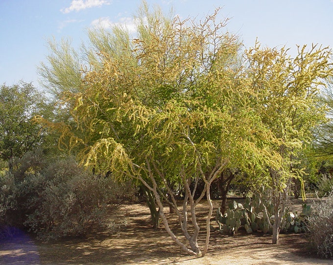 Seeds. Blackbrush Acacia (Acacia Rigidula).