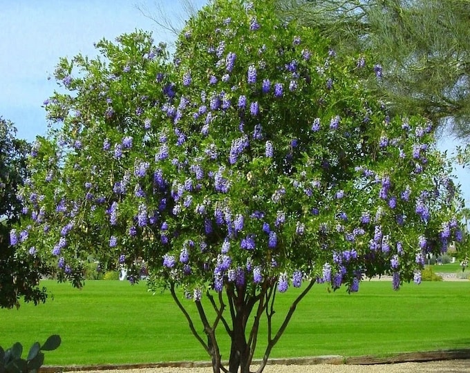 Seeds. Texas Mountain Laurel (Sophora secundiflora).