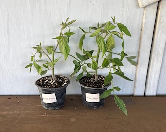 4” Amish Paste Tomatoes (2 plants per order)