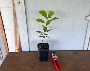 4” Chinquipin Oak (Quercus muhlenbergii) tree