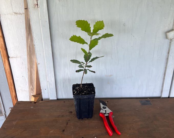 4” Chinquipin Oak (Quercus muhlenbergii) tree