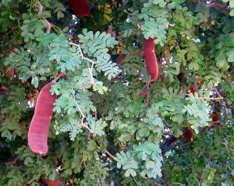 Seeds. Texas Ebony (Ebonopsis ebano)