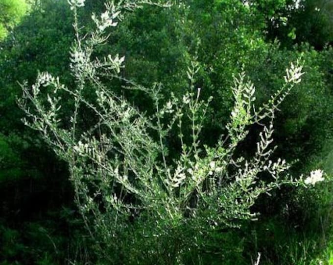 Seeds. Bee bush/whitebrush (Aloysia gratissima) 100 seeds