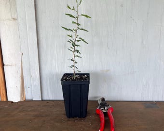 4” Sweet Acacia/Huisache (Acacia farnensiana) plant