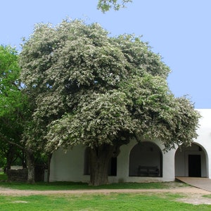 May include: A white building with arched doorways and a large tree with white blossoms in front of it.