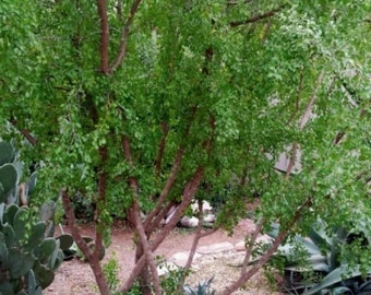 Seeds. Brazilwood, bluewood (Condalia hookeri).