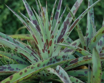 Seeds. Texas Tuberose (Manfreda maculosa, Agave maculata)