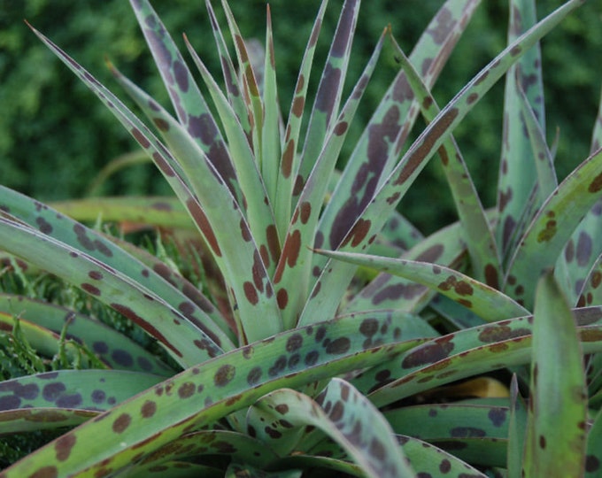 Seeds. Texas Tuberose (Manfreda maculosa, Agave maculata)