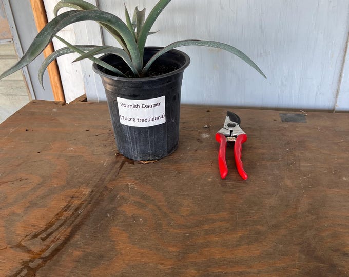 1 gallon Spanish Daggar (Yucca treculiana) plant