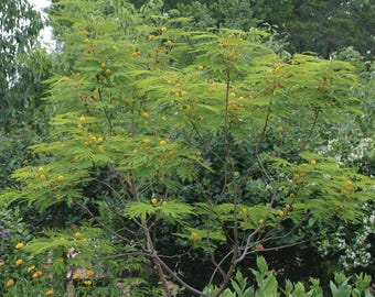 Seeds. Goldenball Leadtree (Leucaena retusa)