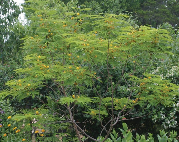 Seeds. Goldenball Leadtree (Leucaena retusa)