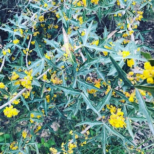 May include: A close-up of a bush with dark green leaves and small yellow flowers. The leaves have a spiky texture.