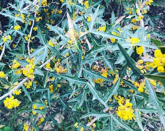 Seeds. Agarita (Berberis trifoliolata)